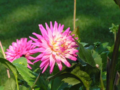 KONICA MINOLTA DIGITAL CAMERA