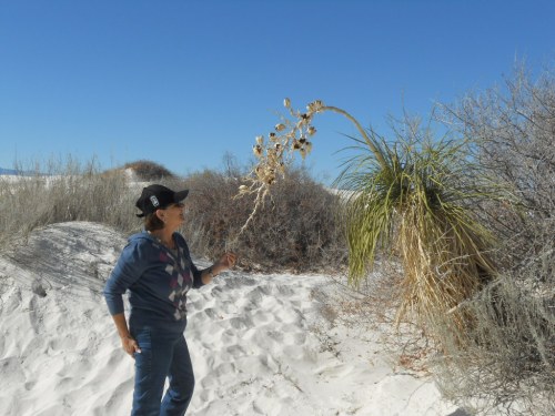 MG studying the Yucca Tree