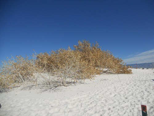 Cottonwood tree probably 30-40 feet tall burried by white sand