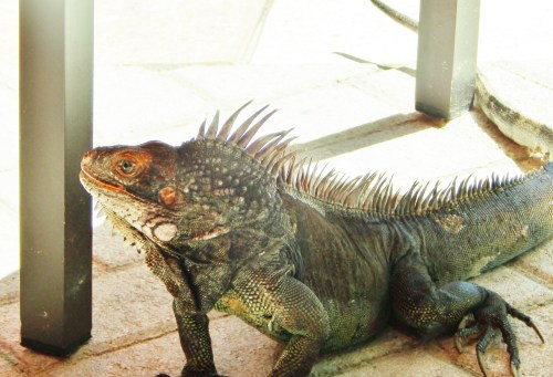 St Thomas Sept 2014 043